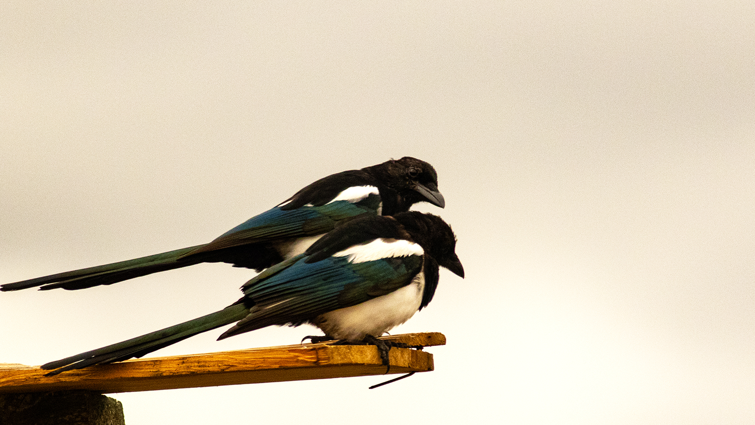 Eurasian Magpie